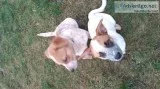 2 Cattle Dogs for farm
