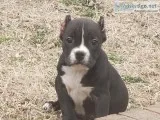 American Bully Puppies