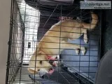 Looking for a home