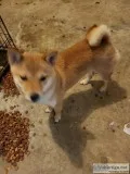 Shiba inu
