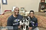 Boston terrier