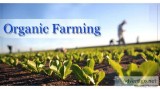advantage of organic farming