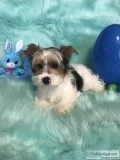 Male Yorkie Puppy