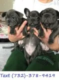 AKC LilacTan Frenchie Bulldog