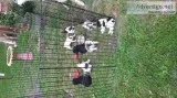Miniature Schnauzers