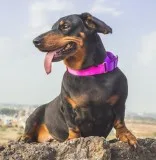 Unique dog collars and leashes In India