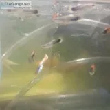 Guppies Snails Pleco Water dogs and red blood parrot fish