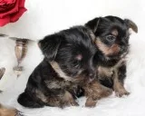 Ready Now Yorkshire Terrier Puppies