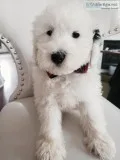Gorgeous RARE Ttoodle (Tibetan Terrier and Poodle) Puppies