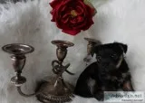 READY NOW Ready Now Yorkshire Terrier Puppies