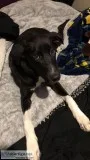 Dog for sale