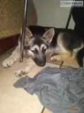 3 month old german sheppard mix