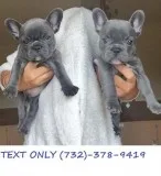 Full Blood French Bull Puppies available