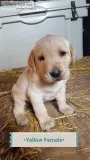 AKC Registered Lab Puppies