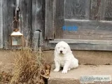 English cream golden retrievers