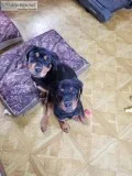 German Rottweiler puppies