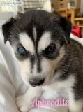 Siberian Husky puppies