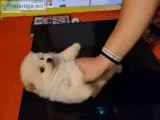 Pomeranian boy