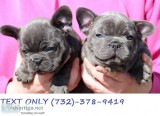 FRENCH BULLDOG PUPPIES. Full breed. 9 weeks old