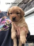Golden Retriever Puppies