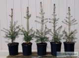 Authentic Potted Norway Spruce 20 - 24" 3 Years Old