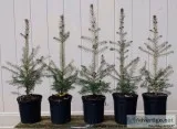 Authentic Potted Norway Spruce 20 - 24&quot 3 Years Old