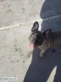 French bulldog