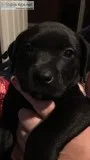 Puppies