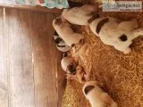 BlueRed heeler puppies