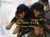 Imported Quality ROT WAILER Dogs Sale At  KOLKATA