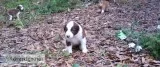 Red Border collie puppies