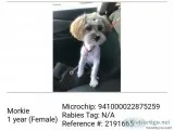 Morkie Female Named Bella