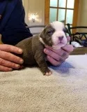 5 Pitbull puppies ready