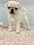 White Pug Puppies