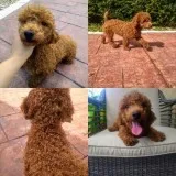 Akc red toy poodle