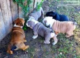 ENGLISH BULLDOG ABKC PUPS