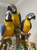 1 Year- Old Blue and Gold Macaw Parrot