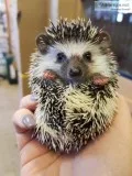 Baby male and female African pygmy hedgehogs