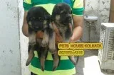 Imported Quality GERMAN SHEPHERD Dogs At GANGTOK