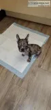 Frenchie puppies 11 male and female