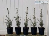 Authentic Potted White Spruce 18 - 22" 3 Years Old