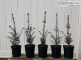 Authentic Potted White Spruce 18 - 22&quot 3 Years Old