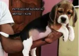 Champion Quality BEAGLE Dogs Puppies available At PETS HOUSE KOL