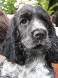 Cocker Spaniel