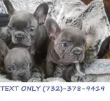 TerrificBlue French Bulldog puppies