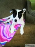 puppy to good home