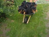 AKC Registered Rottweiler Pups