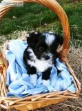 Puppies Carin terrier