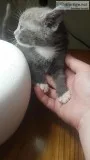 Kittens to Good Homes