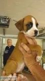 Rehoming two boxer pups